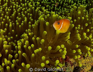 Anemone with Clownfish. Image digitally edited with Light... by David Gilchrist 